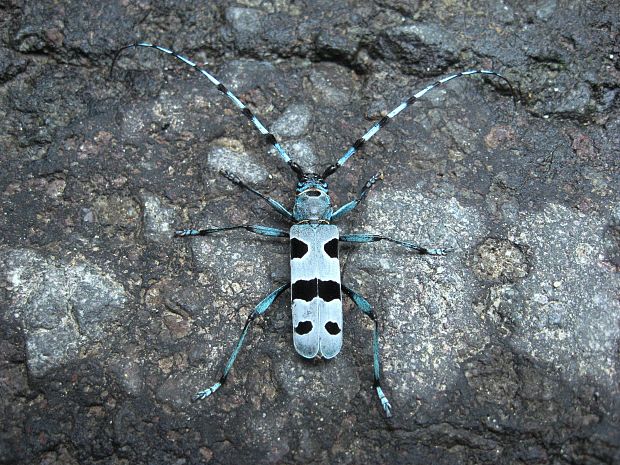 fúzač alpský Rosalia alpina