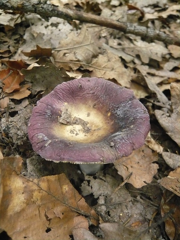 plávka Russula sp.