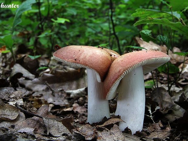 plávka Russula sp.