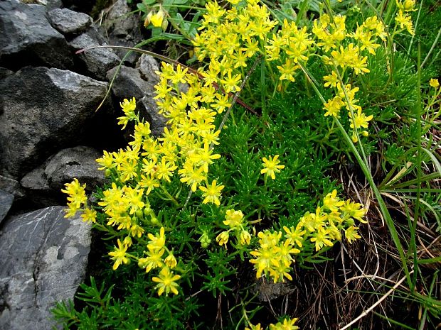 lomikameň vždyzelený Saxifraga aizoides L.