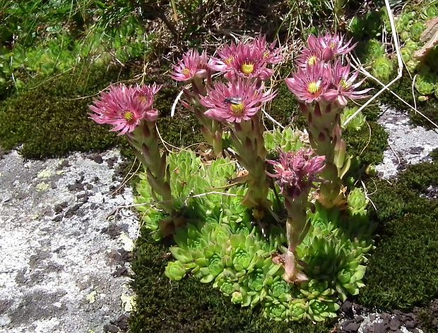 skalnica wettsteinova Sempervivum wettsteinii Letz, ined.