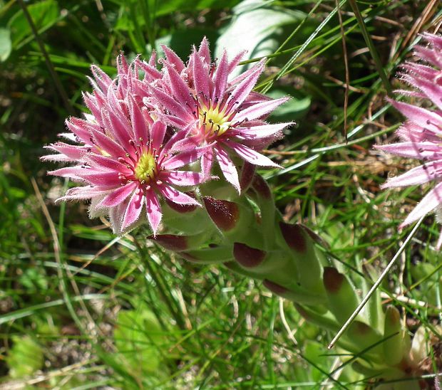 skalnica wettsteinova Sempervivum wettsteinii Letz, ined.