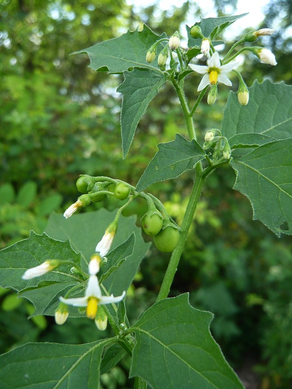 ľuľok čierny Solanum nigrum L.