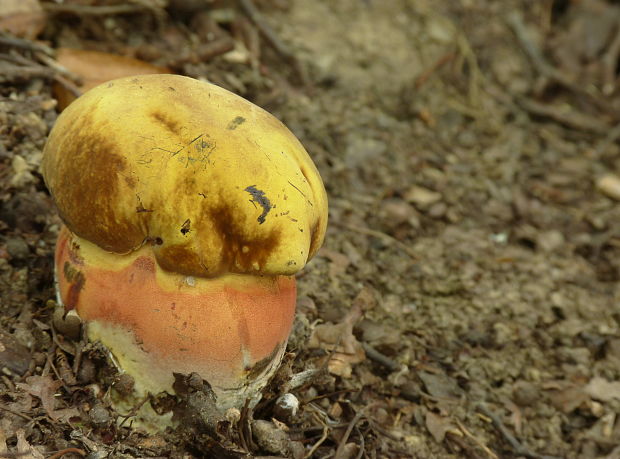 hríb zrnitohlúbikový Sutorius luridiformis (Rostk.) G. Wu & Zhu L. Yang