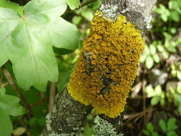 diskovník múrový Xanthoria parietina var. parietina