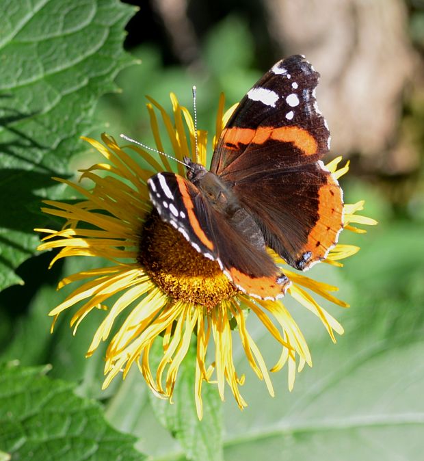 babôčka admirálska 	Vanessa atalanta