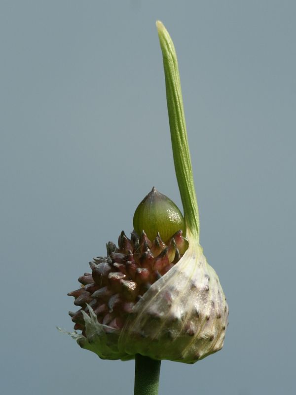 cesnak planý Allium oleraceum L.