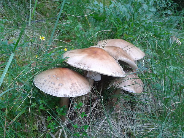 muchotrávka červenkastá Amanita rubescens Pers.