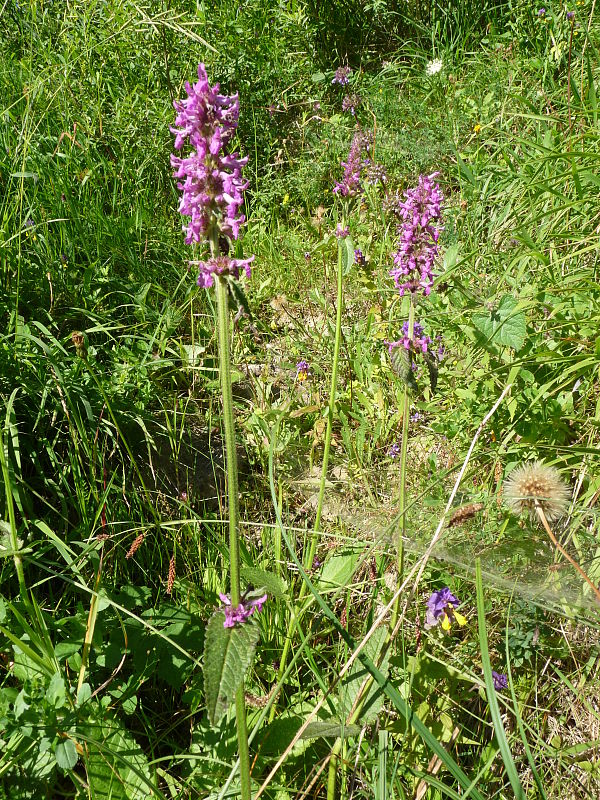 betonika lekárska Betonica officinalis  L.