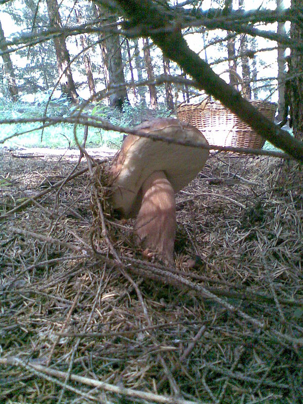 hríb smrekový Boletus edulis Bull.