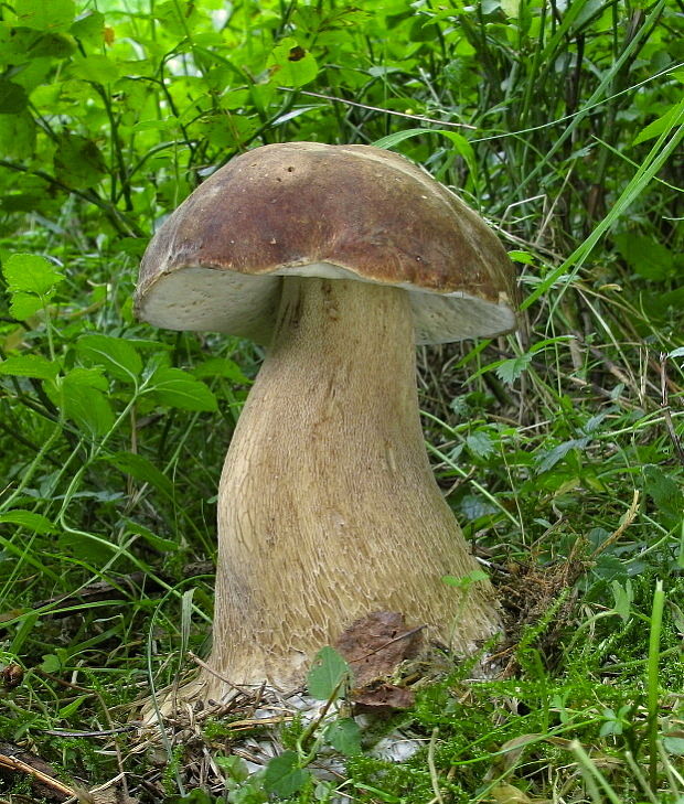 hríb dubový Boletus reticulatus Schaeff.