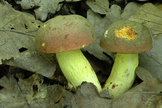 hríb nádherný Butyriboletus fuscoroseus (Smotl.) Vizzini & Gelardi