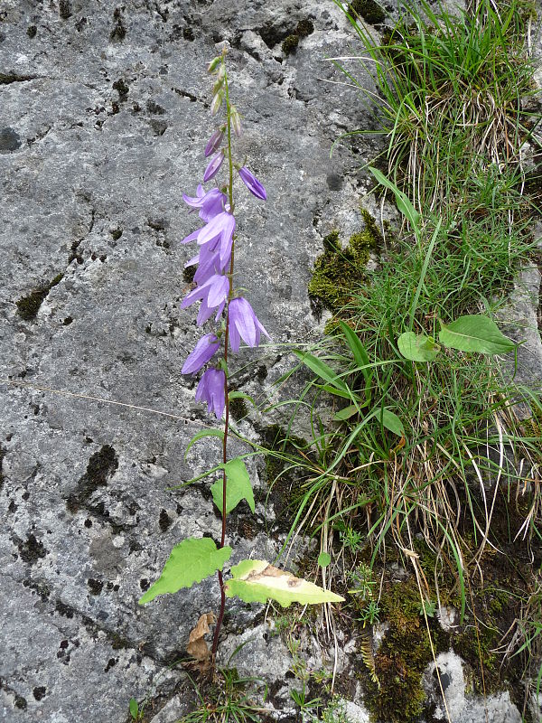 zvonček repkovitý Campanula rapunculoides L.