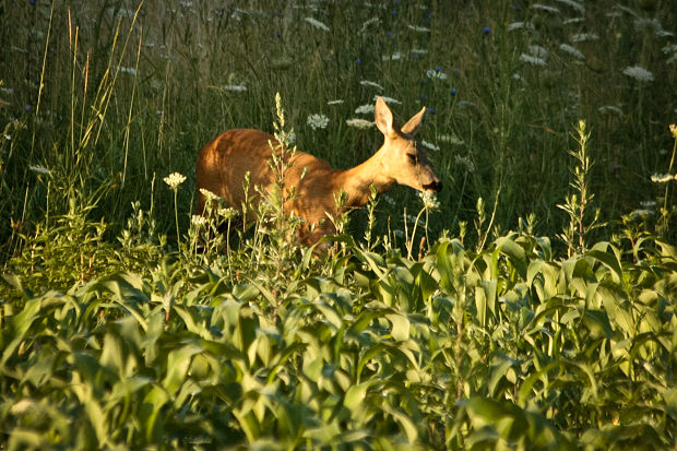 srna lesná Capreolus caprelolus