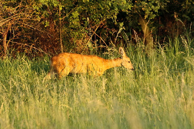 srna lesná Capreolus capreolus