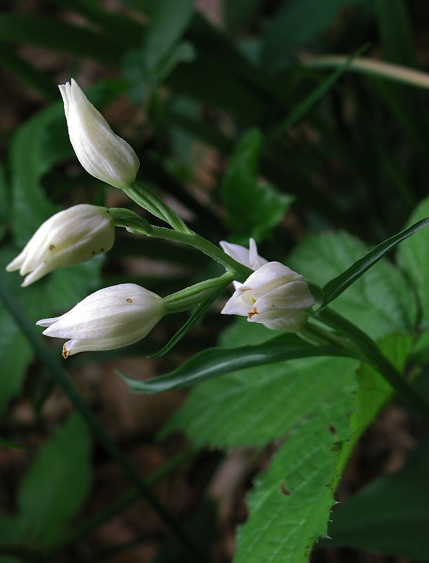 prilbovka biela Cephalanthera damasonium (Mill.) Druce