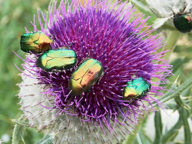 zlatoň obyčajný Cetonia aurata