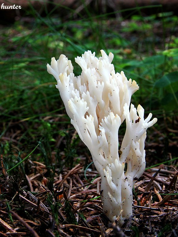 konárovka Clavulina sp.