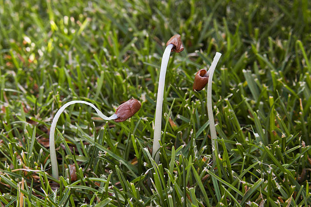 kapucňovec dažďomilný Conocybe deliquescens Hauskn. & Krisai