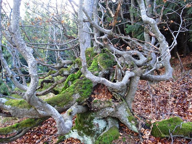 buk lesný Fagus sylvatica L.