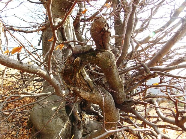 buk lesný Fagus sylvatica L.