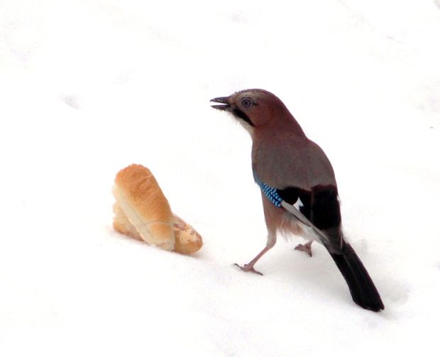 sojka obyčajná Garrulus glandarius