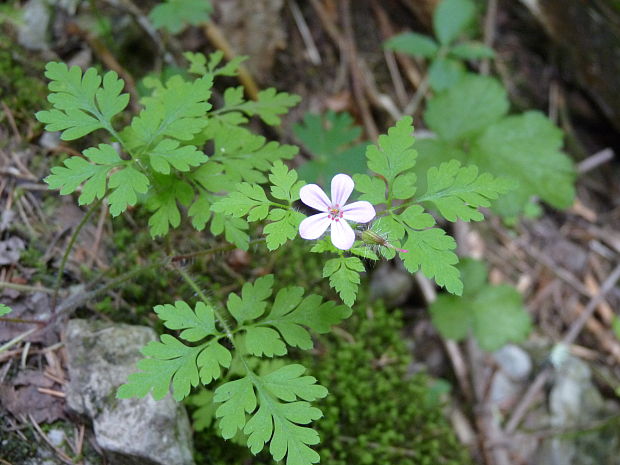 pakost smradľavý Geranium robertianum L.