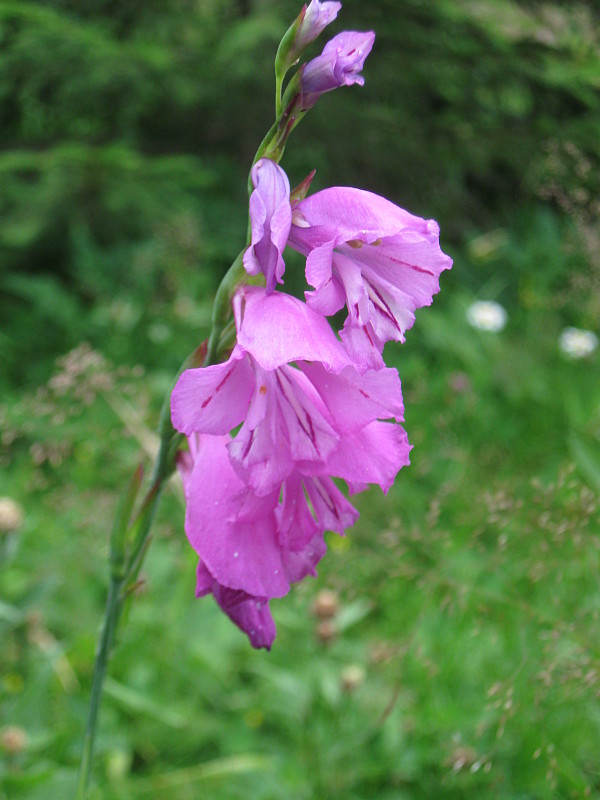 mečík škridlicovitý Gladiolus imbricatus L.