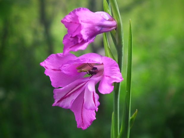 mečík škridlicovitý Gladiolus imbricatus L.