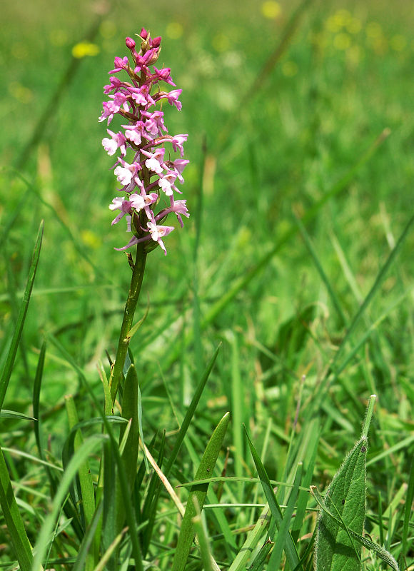 päťprstnica obyčajná Gymnadenia conopsea (L.) R. Br.