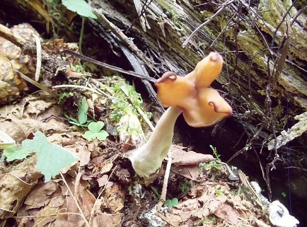 chriapač Helvella sp.