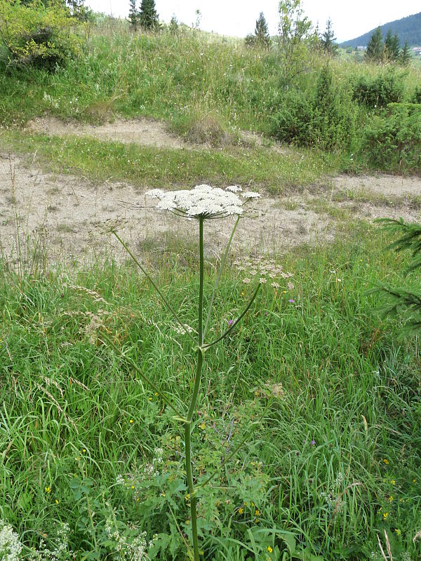 boľševník borščový Heracleum sphondylium L.