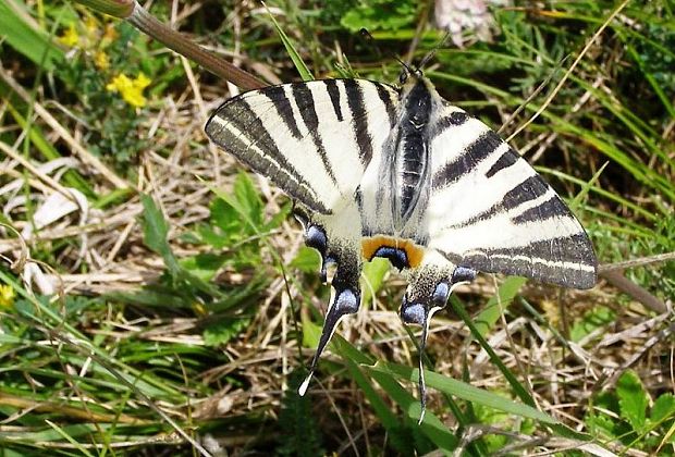 vidlochvost ovocný Iphiclides podalirius  L.