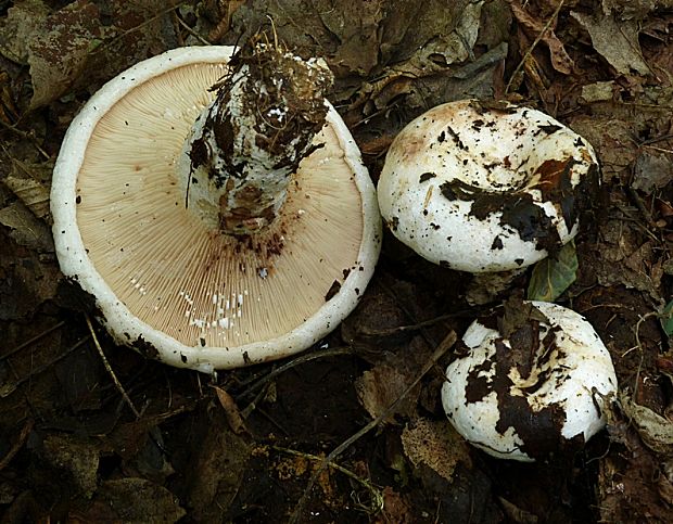 rýdzik osikový Lactarius controversus Pers.