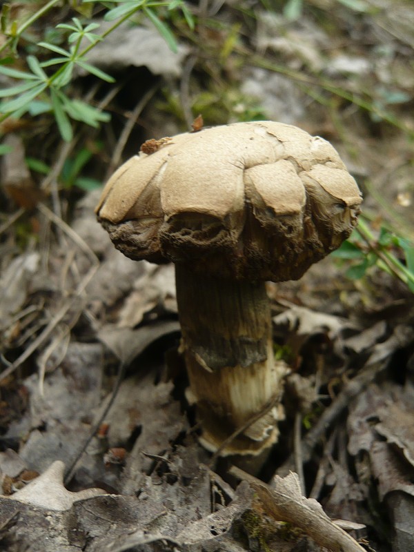 kozák topoľový Leccinum duriusculum (Schulzer ex Kalchbr.) Singer