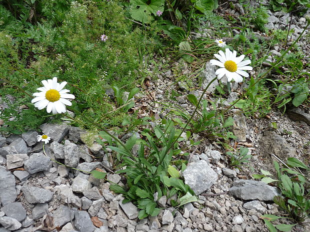 margaréta okrúhlolistá Leucanthemum waldsteinii (Sch. Bip.) Pouzar