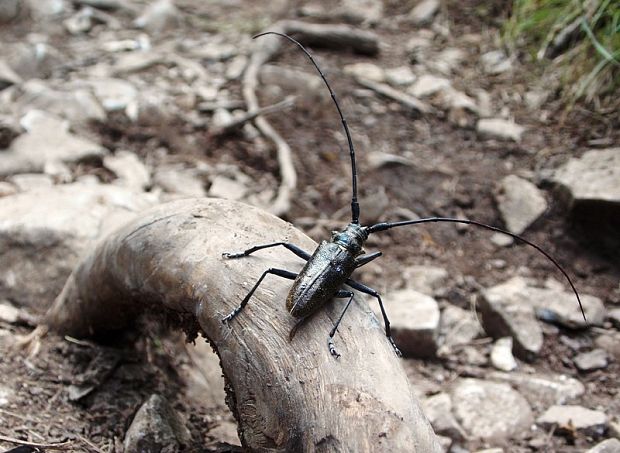 vrzúnik  Monochamus sartor