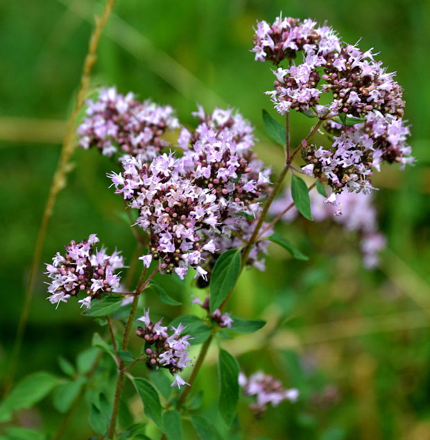 pamajorán obyčajný Origanum vulgare L.