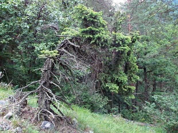 smrek obyčajný Picea abies (L.) H. Karst.