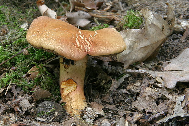 suchohríb marhuľovožltý Rheubarbariboletus armeniacus (Quél.) Vizzini, Simonini & Gelardi