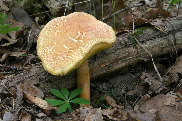 suchohríb marhuľovožltý Rheubarbariboletus armeniacus (Quél.) Vizzini, Simonini & Gelardi