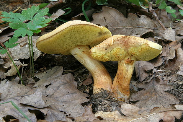 suchohríb marhuľovožltý Rheubarbariboletus armeniacus (Quél.) Vizzini, Simonini & Gelardi