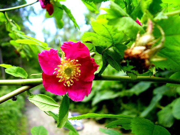 ruža ovisnutá Rosa pendulina L.