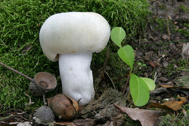 plávka zelenkastá Russula virescens (Schaeff.) Fr.