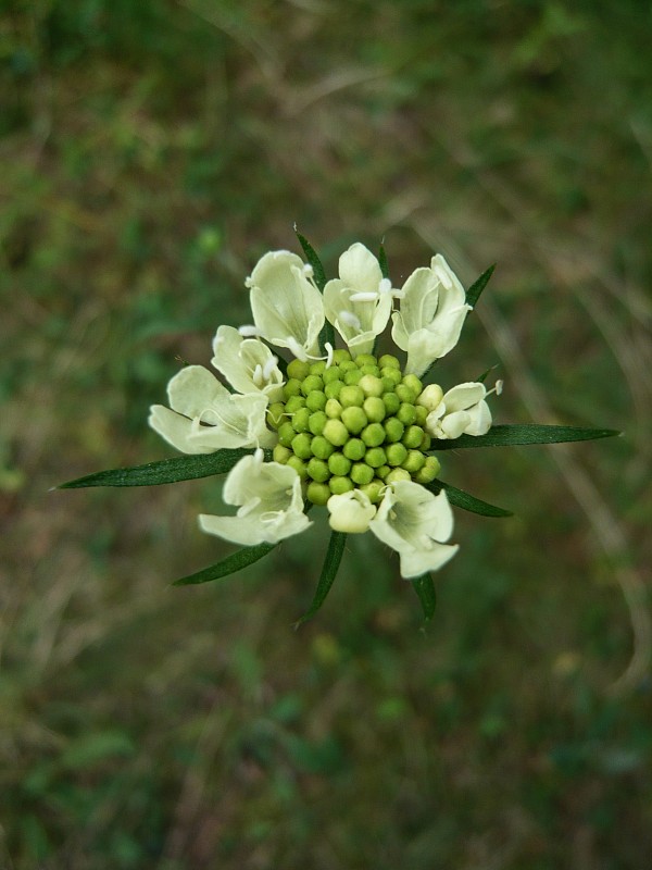 hlaváč žltkastý Scabiosa ochroleuca L.