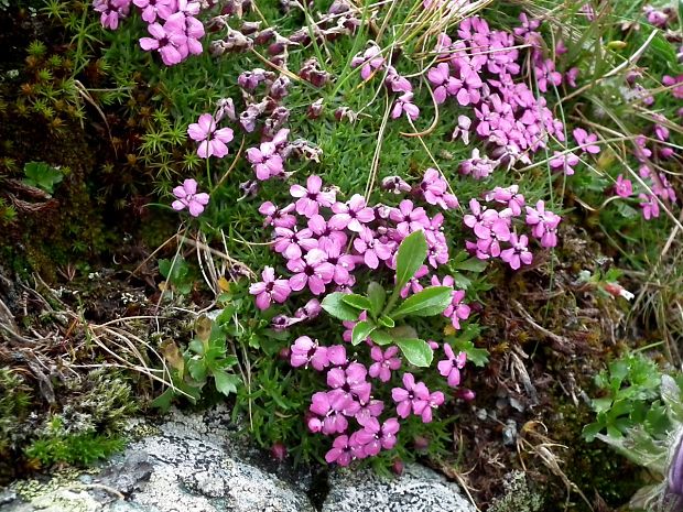 silenka bezbyľová Silene acaulis (L.) Jacq.