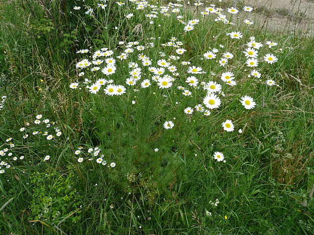 parumanček nevoňavý Tripleurospermum perforatum (Mérat) M. Lainz