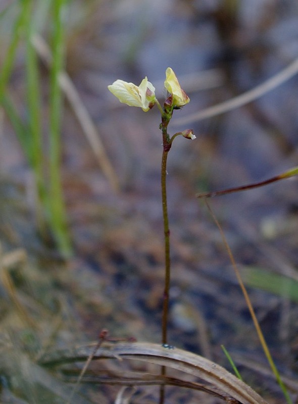 bublinatka menšia Utricularia minor L.