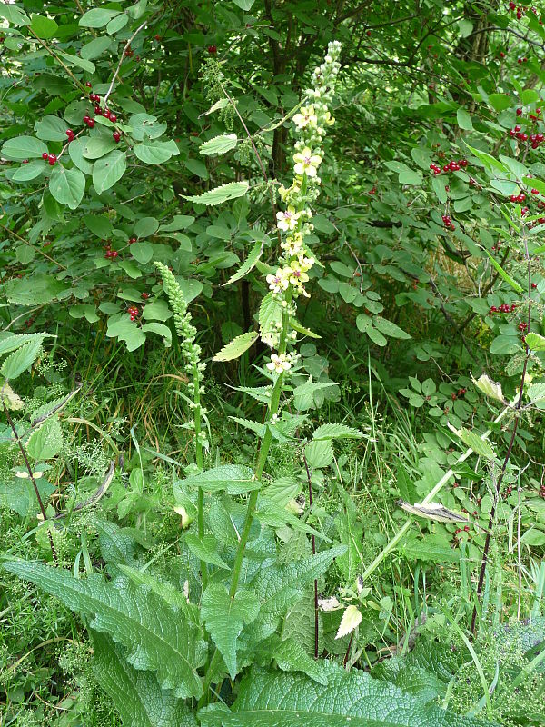 divozel čierny Verbascum nigrum L.