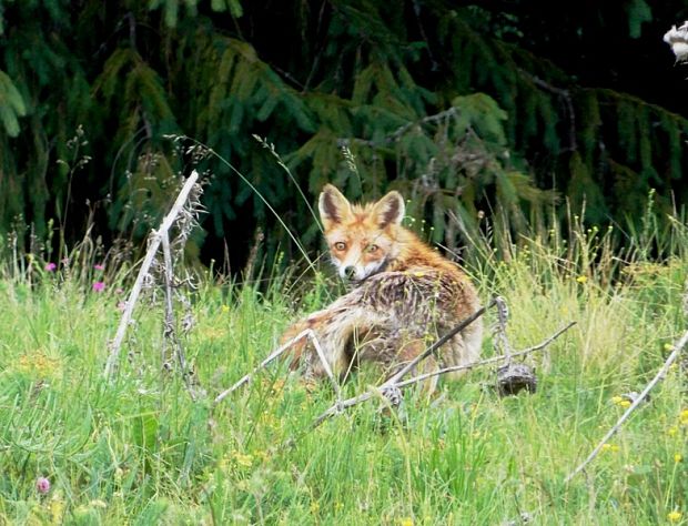 líška obyčajná Vulpes vulpes